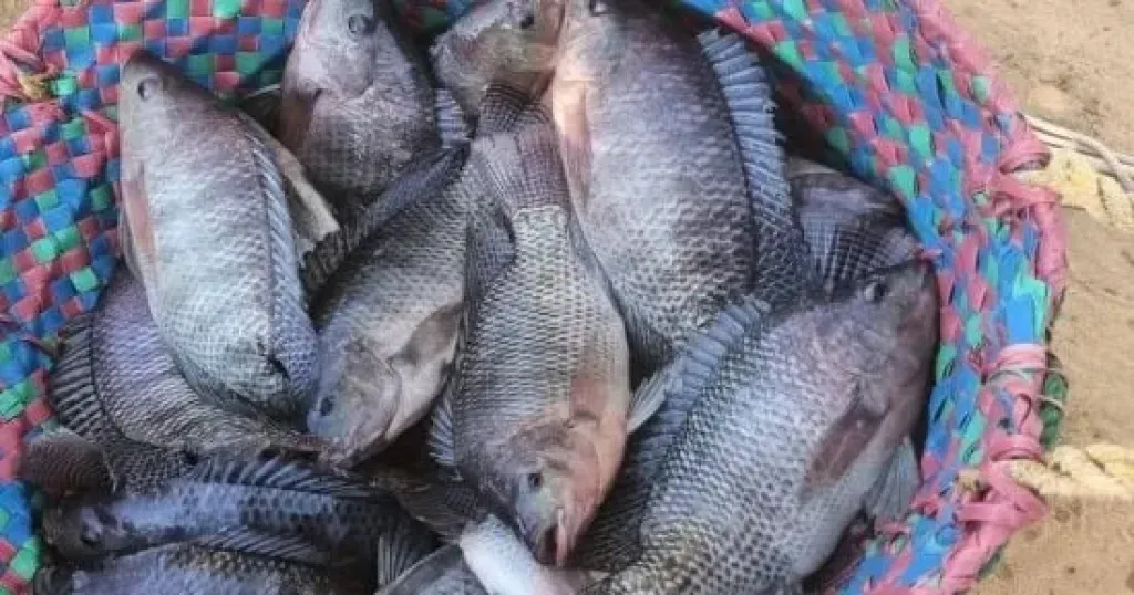 أسماك المزارع