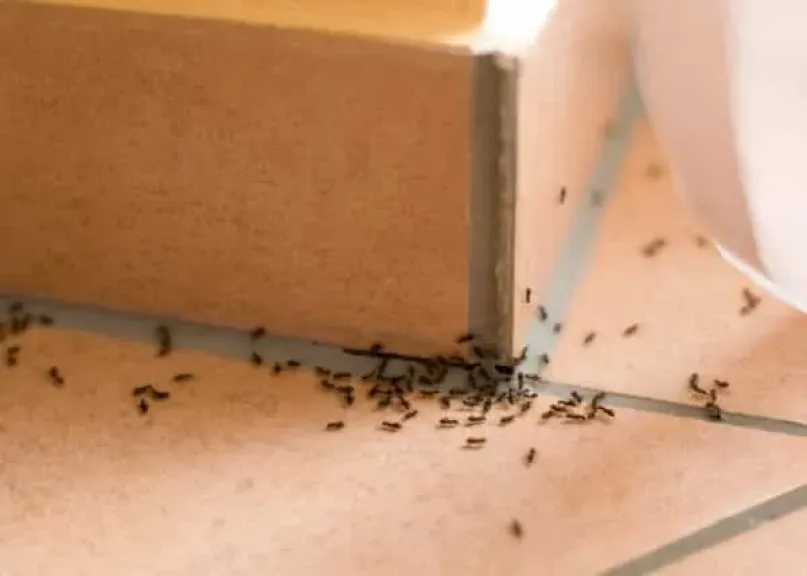 5 وصفات طبيعية لطرد النمل من المنزل.. طرق سهلة بمكونات من مطبخك