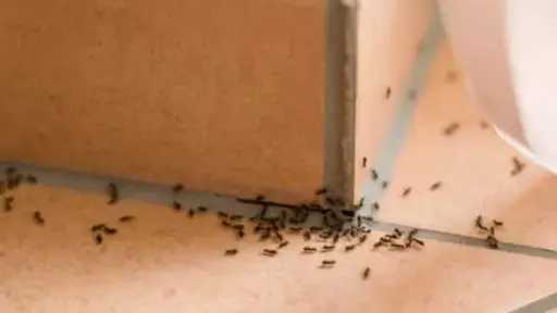 5 وصفات طبيعية لطرد النمل من المنزل.. طرق سهلة بمكونات من مطبخك