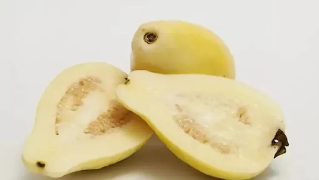 الجوافة 