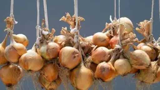 البصل بيطلع عروق بسرعة؟ 5 أخطاء تسرّع تلفه في المطبخ البصل بيطلع عروق بسرعة؟ 5 أخطاء تسرّع تلفه في المطبخ