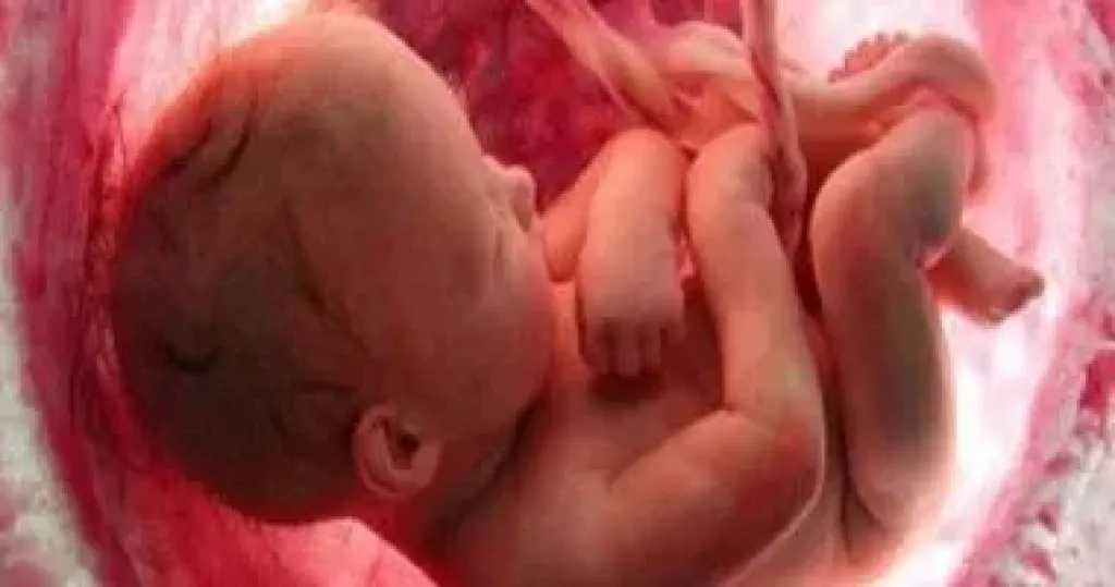 دراسة تكشف دورًا جديدًا للمشيمة في دعم نمو الجنين وإعادة برمجة الخلايا المناعية