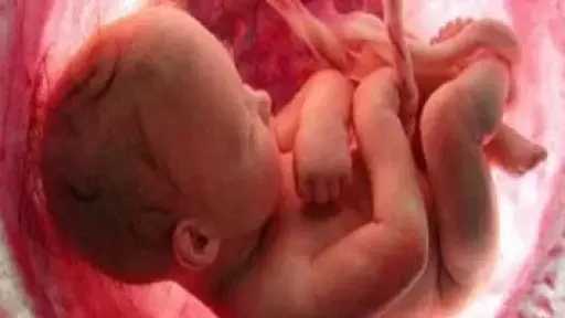 دراسة تكشف دورًا جديدًا للمشيمة في دعم نمو الجنين وإعادة برمجة الخلايا... دراسة تكشف دورًا جديدًا للمشيمة في دعم نمو الجنين وإعادة برمجة الخلايا المناعية