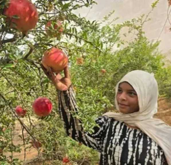 عاملات باليومية في الشرقية.. سيدات يشاركن في حصاد الرمان لتوفير احتياجات أسرهن