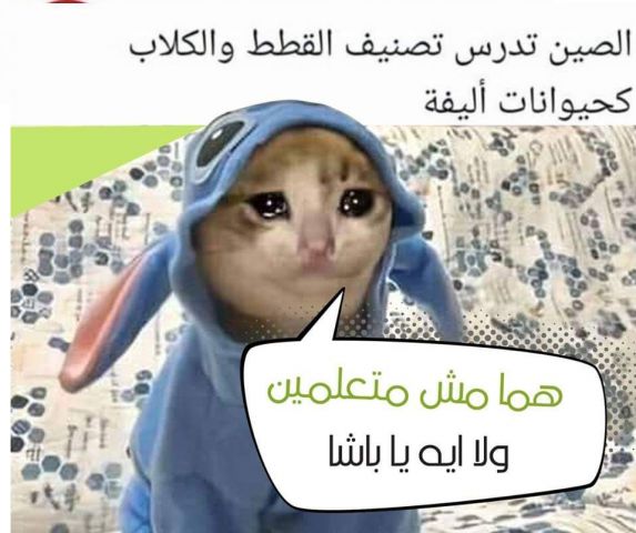 أنا حوا