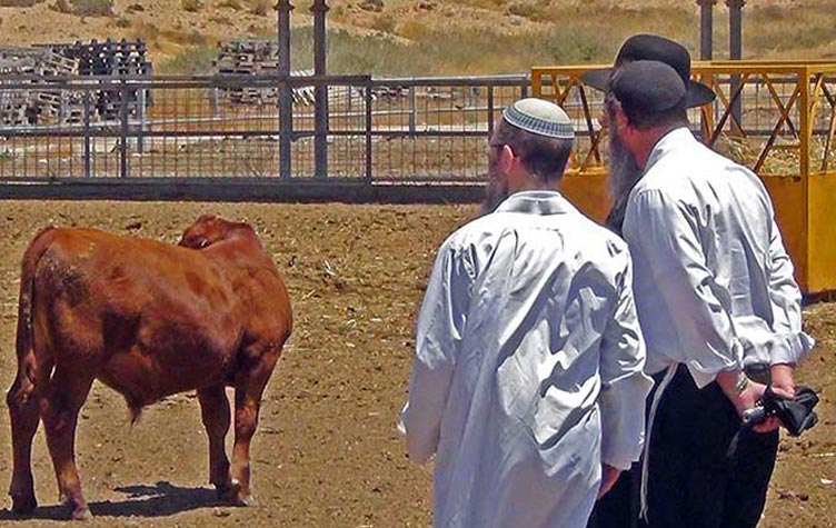 ما هي قصة البقرة الحمراء عند اليهود؟