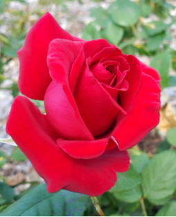 زهرة لونها يشبه شاحنة الإطفاء